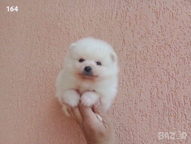Бели Померани. Различни възрасти!, снимка 10 - Померан - 54135325