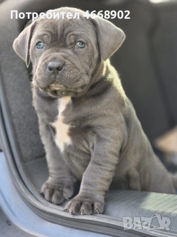 Кучета за продан