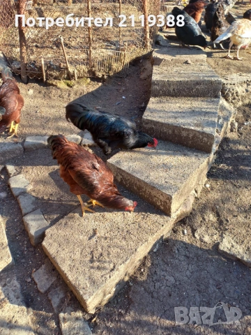 Петли за продаване ,породисти, снимка 7 - Кокошки и пуйки - 53024106