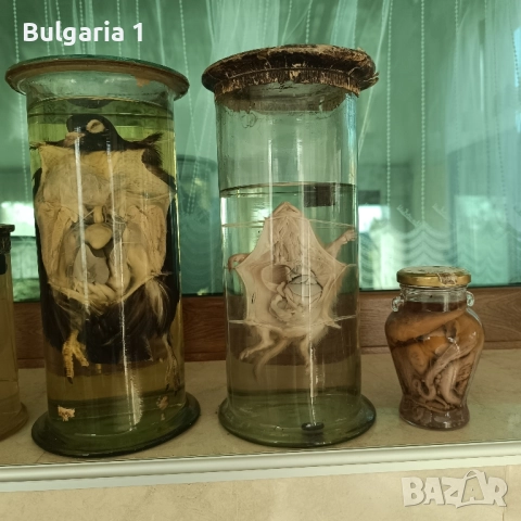 Консервирани Препарирани влечуги животни и морски обитатели в стъкленица, снимка 14 - Други - 52479835