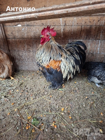 Петле мини кохин , снимка 3 - Кокошки и пуйки - 53285036