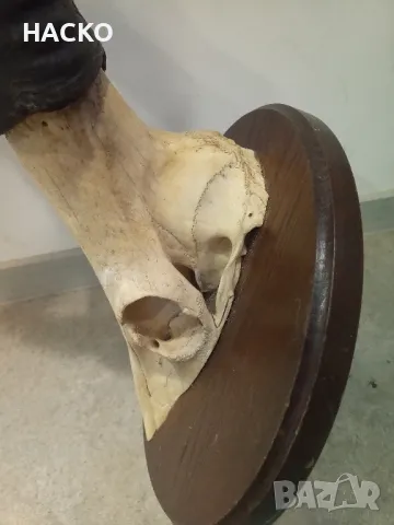 Уникален Трофей Рога с Черап от Антилопа Сейбъл 100% Автентичен, снимка 15 - Други - 48290351