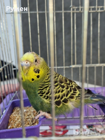 Вълнист папгал