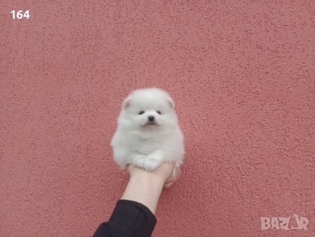 Бели Померани. Реални снимки от 05.01.26 г. , снимка 7 - Померан - 52932932