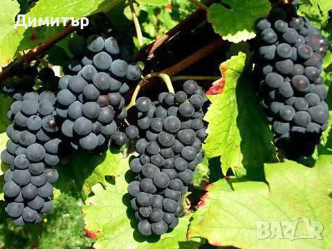 Продавам грозде – Мускат отонел, Каберне совиньон, Памид, снимка 4 - Други стоки за дома - 56051221
