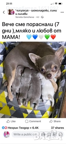 Чихуа, снимка 4 - Чихуахуа - 52441086