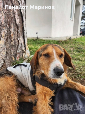 Барак ПОДАРЯВА СЕ, снимка 3 - Други - 54241060