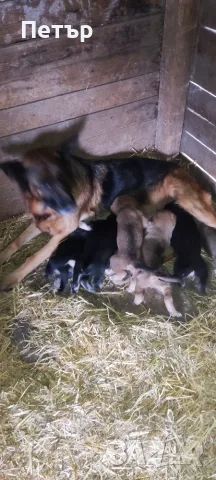 Подарявам кученца