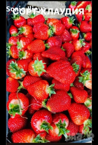 продавам разсад ягоди, снимка 11 - Разсади - 53905579