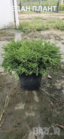 Криптомерия, снимка 2 - Градински цветя и растения - 51984914