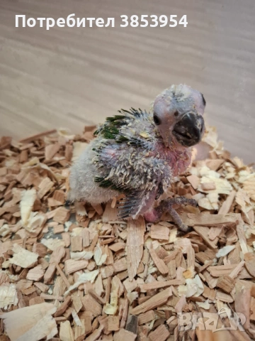Аратинга - Яндая - бебета , снимка 3 - Папагали - 54079961