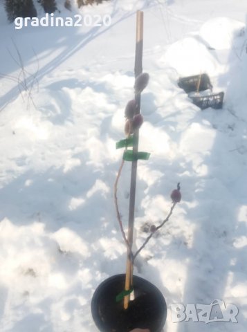 Върба - Salix gracilistyla 'Mount Aso' ( грацилистяла' моунт асо' ), снимка 6 - Градински цветя и растения - 31614507