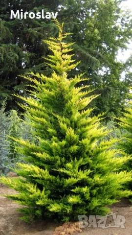 Кипарис Лейланди (Златен ездач), снимка 5 - Градински цветя и растения - 49938287