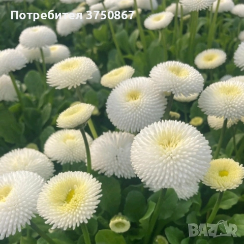 ❤️☀️❤️ Парички/Bellis/Tasso, снимка 4 - Градински цветя и растения - 52084828