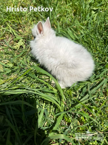 Просавам Декоративни Зайчета , снимка 11 - Други - 54243966