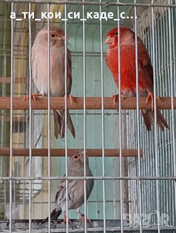 Червена Ахат мозайка млади , снимка 5 - Други игри - 52566138