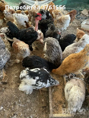 млади ярки и петлета, снимка 14 - Кокошки и пуйки - 51394383