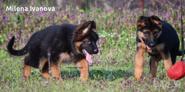 Женски немски овчарки от развъдник , снимка 3 - Немска овчарка - 54111204