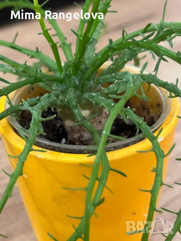 Еуфорбия главата на медуза , снимка 4 - Стайни растения - 53921968