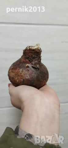 бял кичест амарилис луковица, снимка 3 - Градински цветя и растения - 53912615