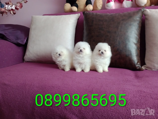 Миниатюрни !!! Чисто бели мини Померани. Реални снимки !!! , снимка 4 - Померан - 53895534