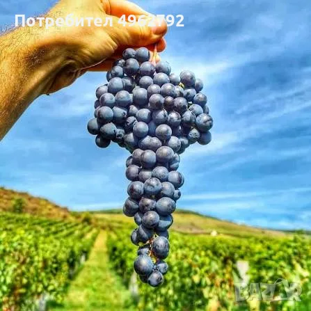 🍇 Продава се качествено грозде Мерло