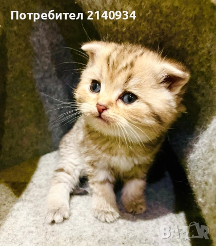 Шотландски клепоухи котенца. Златна чинчила, снимка 8 - Британска късокосместа - 52872201