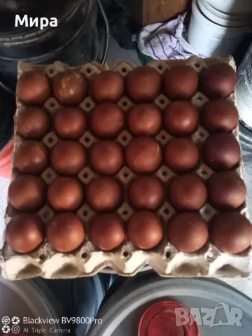 яйца за люпене от син  маран, снимка 5 - други­ - 21087563