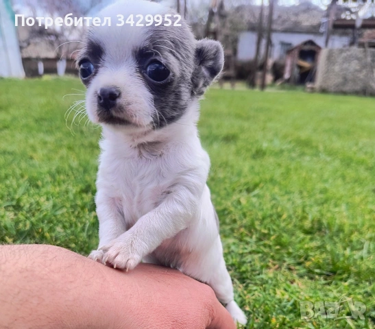 момиченце чихуахуа , снимка 11 - Чихуахуа - 54006487