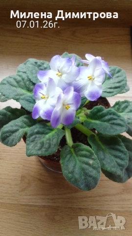 Сентполия - Африканска теменужка 