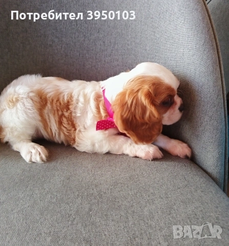 Кавалер Кинг Чарлз шпаньол, снимка 13 - Кавалер кинг чарлз шпаньол - 52918611