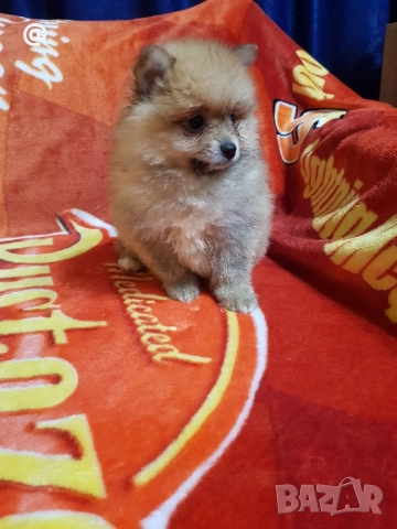 Померан померанчета Гр София снимки от днес 05.12.2025г, снимка 8 - Померан - 52665950