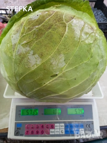 Зеле семена , снимка 5 - Сортови семена и луковици - 53976408