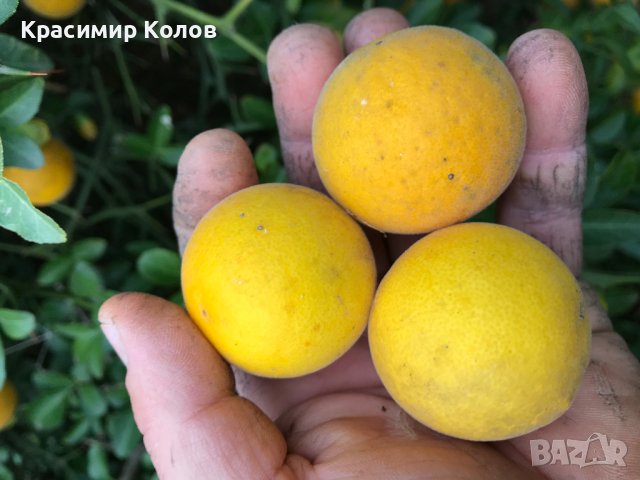 Портокал трилистен,Poncirus trifoliata, семена и растения