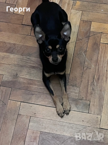 Продавам пинчер чихуахуа, снимка 3 - Пинчер - 52595802