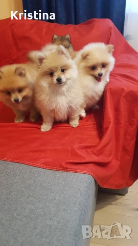 Померан померани свободни!, снимка 2 - Померан - 52774832