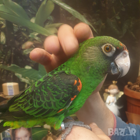 Продавам Жардина (Конгоански папагал), снимка 2 - Папагали - 44779416