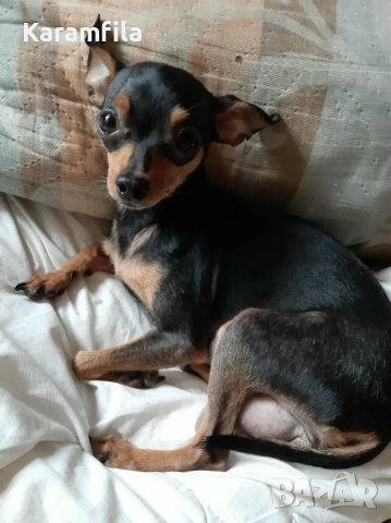 мини пинчери , снимка 1