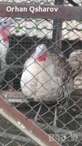 Продавам оплодени  яйца от селски пуики 