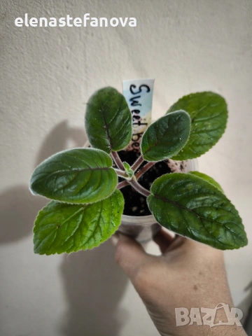 Комплект от три сортови синингии, снимка 4 - Стайни растения - 54084323