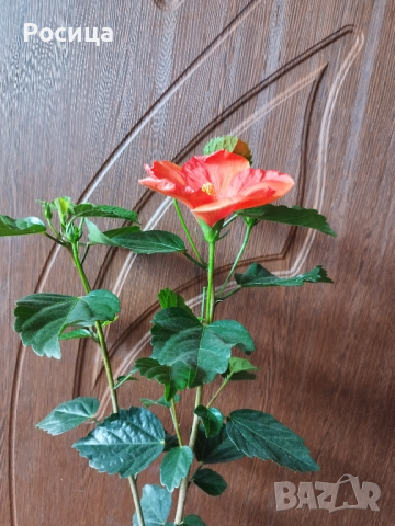 китайска роза , снимка 2 - Стайни растения - 44933619