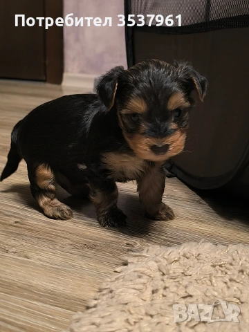 Йоркширски териер (Йорки)