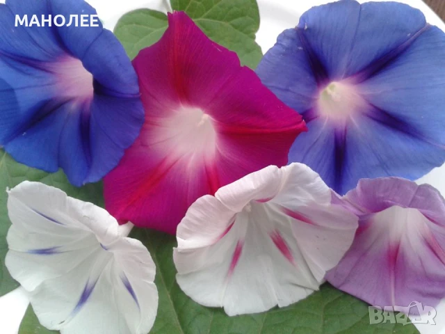 Комплект от 5 вида градински растения, снимка 1