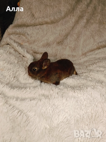 Голландско джуджета и Рекс, декоративно зайчета. , снимка 12 - Декоративни зайчета - 52861714