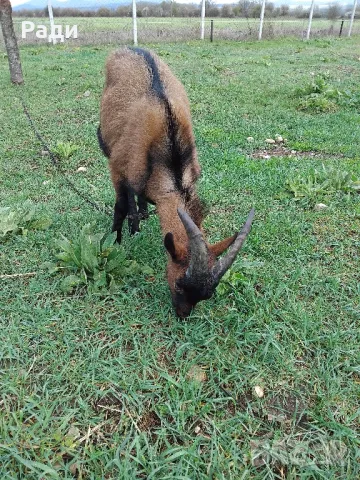 Продавам мъжки ярета френски алпин , снимка 8 - Други - 49669117