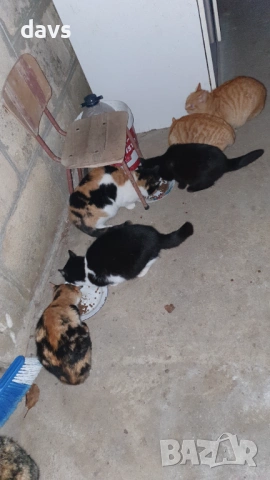 Черна котка на 6 месеца търси дом, снимка 8 - Други - 53116657