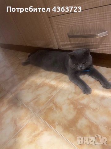 За разплод, снимка 2 - Търси партньор - 52573646