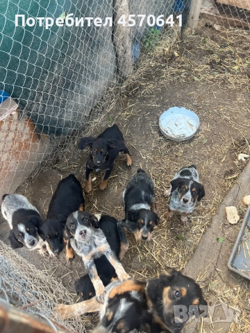 Подарявам малки кученца Епаньол Бретон 