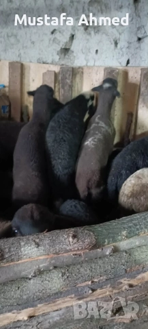 Продавам агнета , снимка 3 - Овце - 54073895