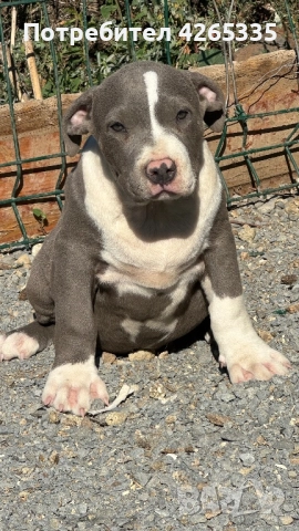 Американско були XL, снимка 3 - За кучета - 51167455